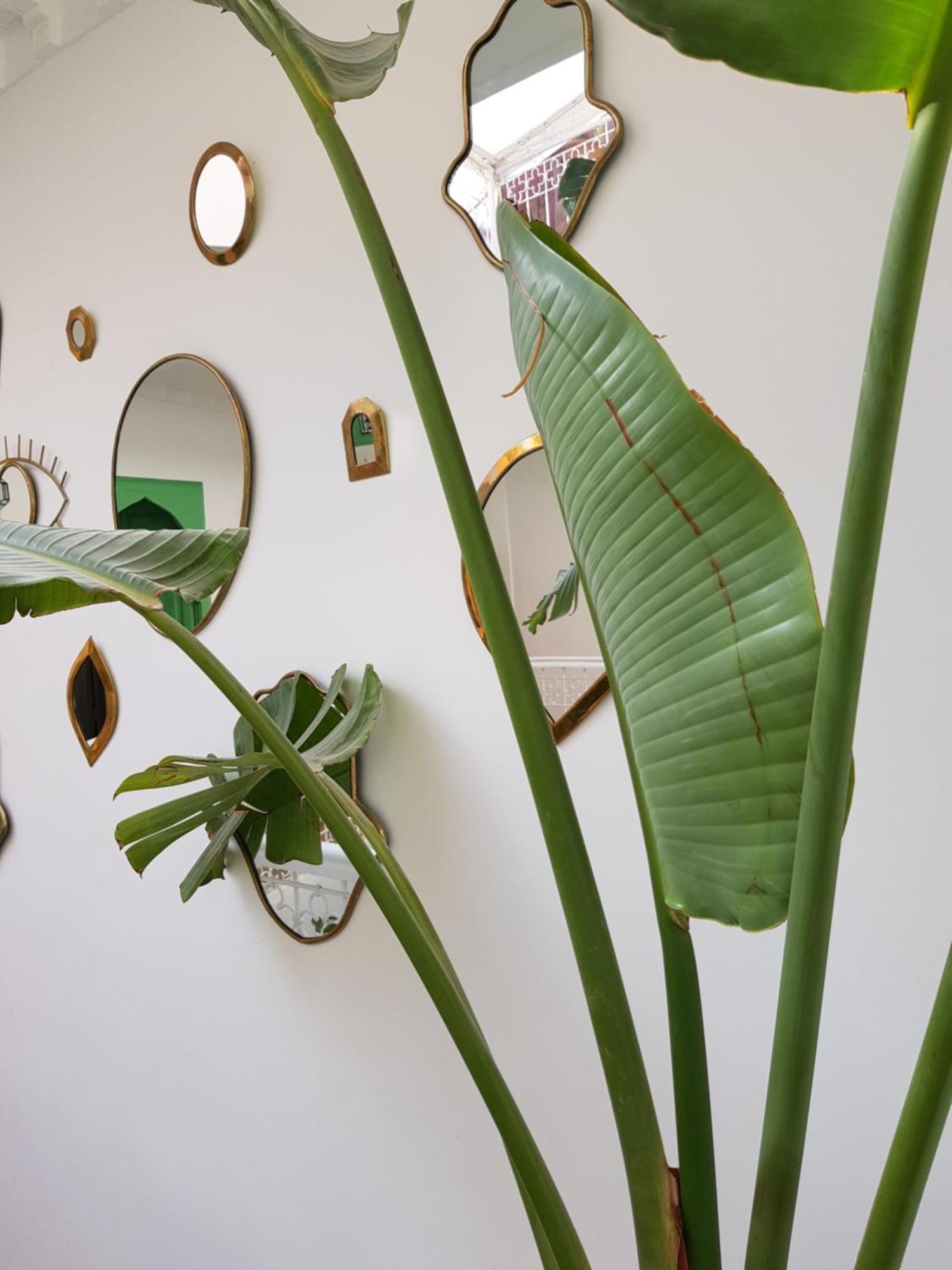 Riad Le Limoun And Spa Marraquexe Exterior foto
